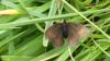 Erebia melampus